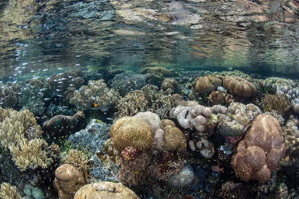 Belo recife de coral na Indonésia — Fotografia de Stock