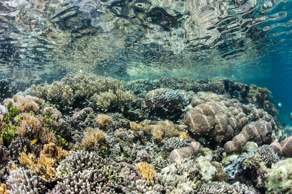 Recife de Coral Saudável em Raja Ampat — Fotografia de Stock