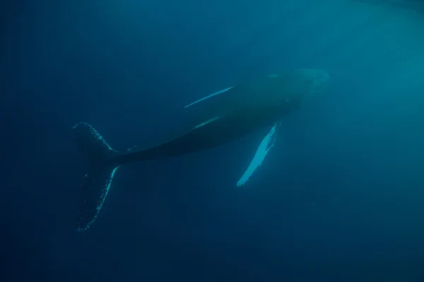 Humpback Whale in acqua blu — Foto Stock