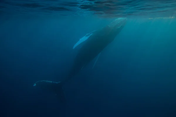 Kambur balina su yüzüne çıkar — Stok fotoğraf