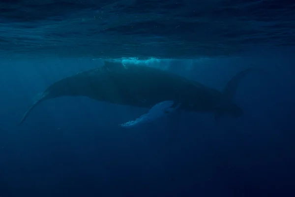 Ballena jorobada justo debajo de la superficie del mar — Foto de Stock