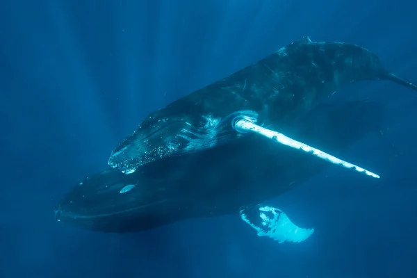 Humpback Mãe e Bezerro — Fotografia de Stock