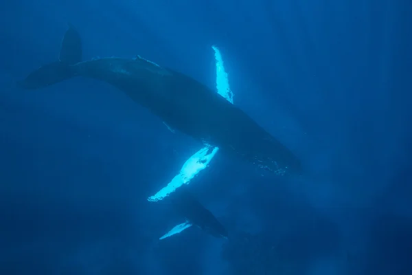 Humpback Whales underwater — Stock Photo, Image