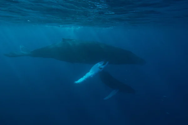 Ballenas jorobadas bajo el agua — Foto de Stock