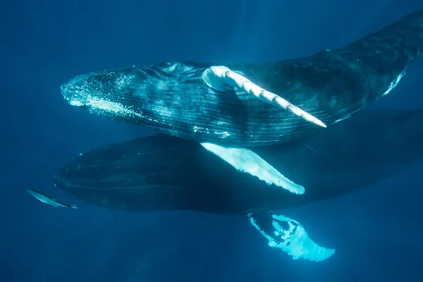 ザトウクジラ水中 — ストック写真