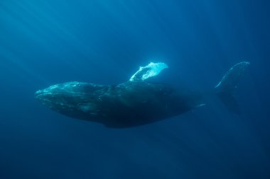 Humpback Whale underwater clipart