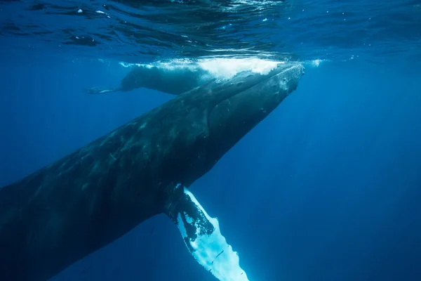 Hosszúszárnyú bálna víz alatti — Stock Fotó