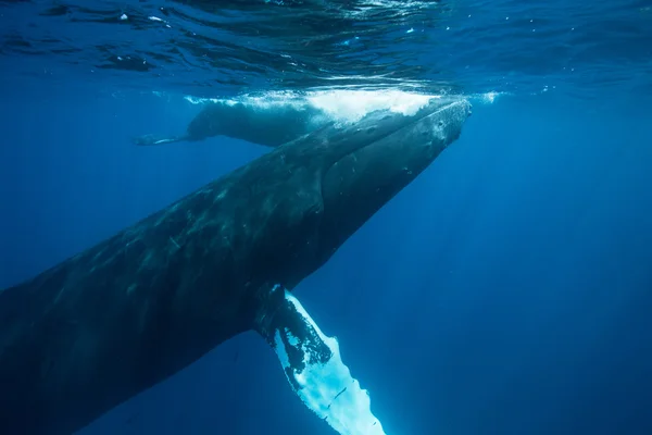 Ballena jorobada bajo el agua — Foto de Stock