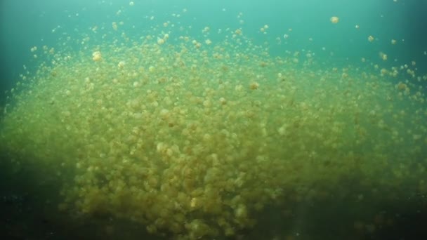 Миллионы медуз в морском озере — стоковое видео
