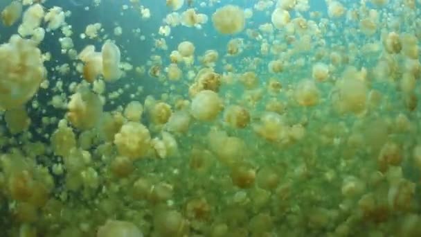 Milhões de medusas em Palau — Vídeo de Stock