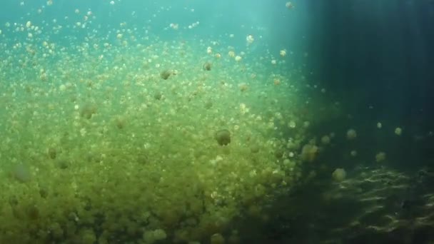 Медузы в морском озере — стоковое видео