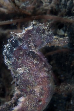 Deniz atı Lembeh Boğazı