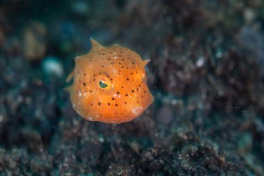 Juvenil sarı Boxfish