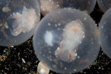 Flamboyant Cuttlefish Embryos clipart