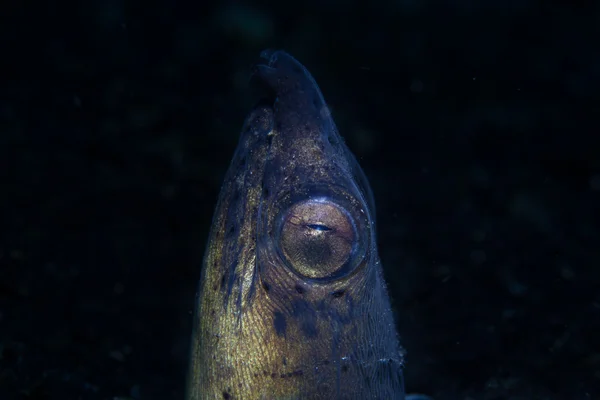 Anguila de serpiente en agua oscura —  Fotos de Stock