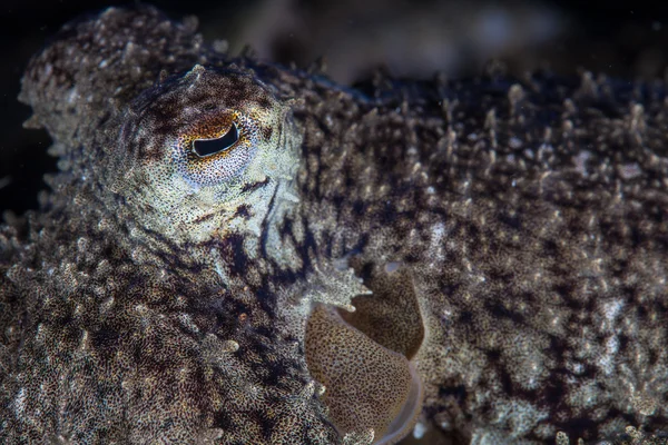 Kamouflerad bläckfisk öga — Stockfoto