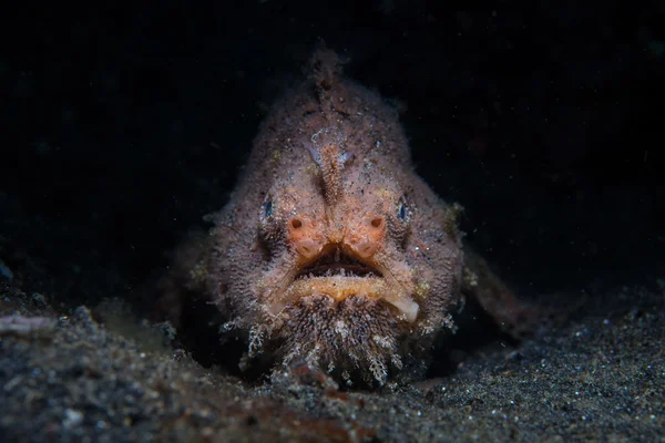 Peludo Frogfish en la oscuridad —  Fotos de Stock