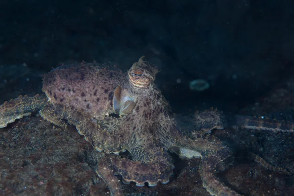 Bootsen Octopus camoufleren zelf — Stockfoto
