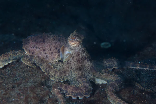 Mimic Octopus Camouflaging Itself — Stock Photo, Image