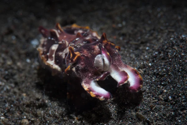 Cuttlefish flamboyant na areia preta — Fotografia de Stock