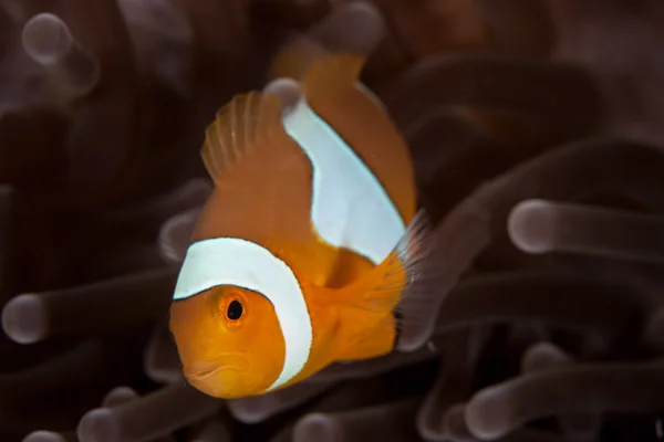 Falešné Clownfish mezi chapadla sasanky — Stock fotografie