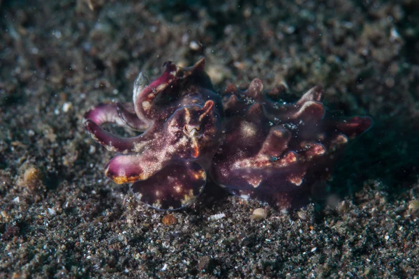 Flamboyant bläckfisk på svart Sand — Stockfoto