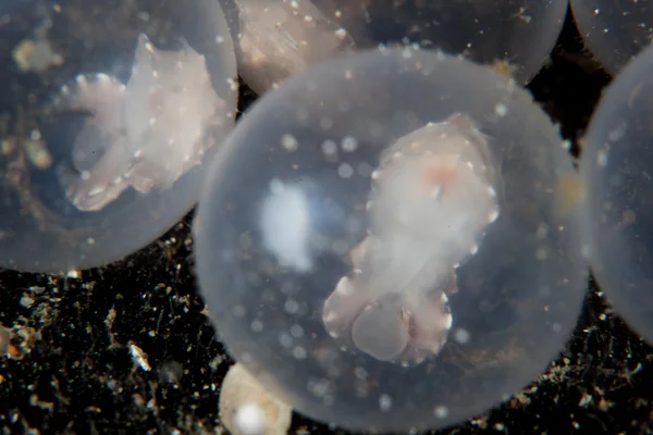 Flamboyant Cuttlefish Embryos — Stock Photo, Image