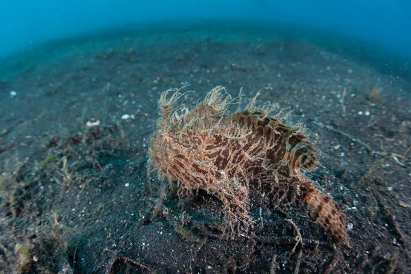 Frogfish peludo na areia preta — Fotografia de Stock