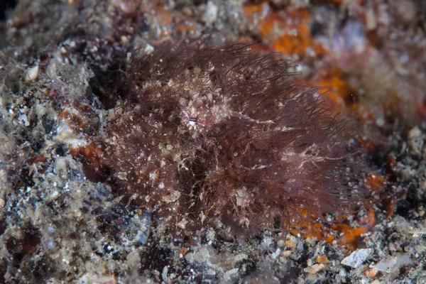 Harika kamufle kıllı ahtapot