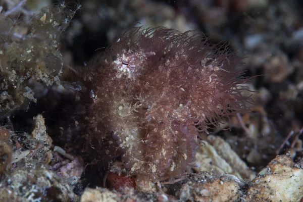 Rare Hairy Octopus — Stock Photo, Image