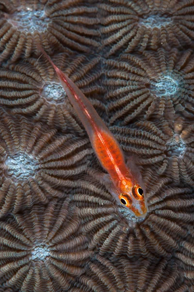 Goby and Coral Polyps — Stock Photo, Image