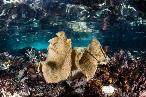 柔软的皮革珊瑚在浅滩 — 图库照片