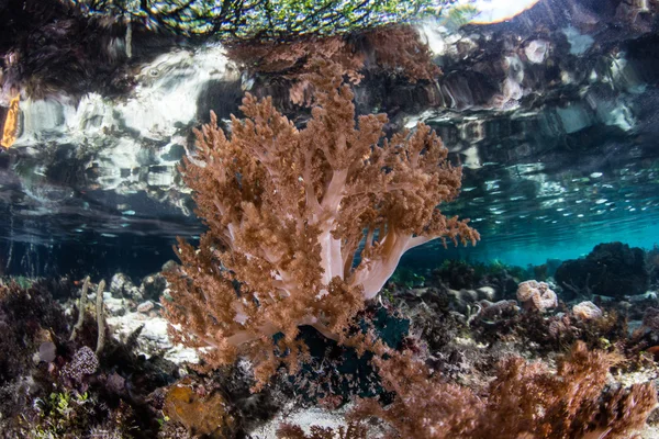 라자 Ampat, 인도네시아에 소프트 산호초 — 스톡 사진