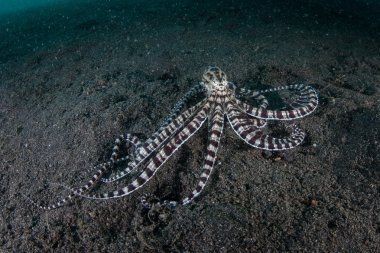 Mimic Octopus on Black Sand clipart