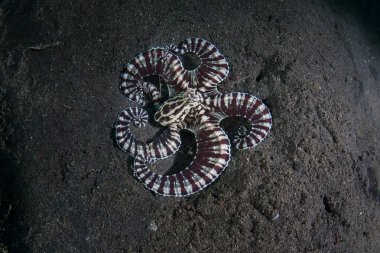 Mimic Octopus on Black Sand clipart