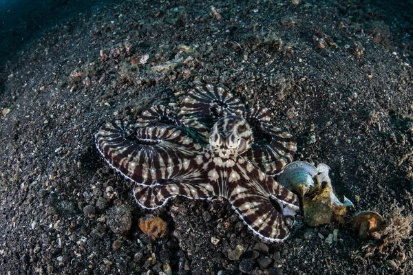 Efterlikna bläckfisk på svart Sand — Stockfoto