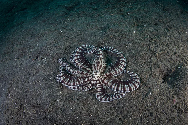 Mimic Octopus on Seafloor