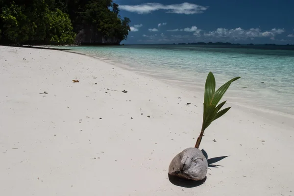 Kokosnoot op wit zand strand — Stockfoto