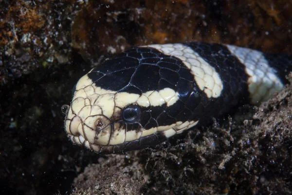 Şeritli deniz yılan kafa — Stok fotoğraf