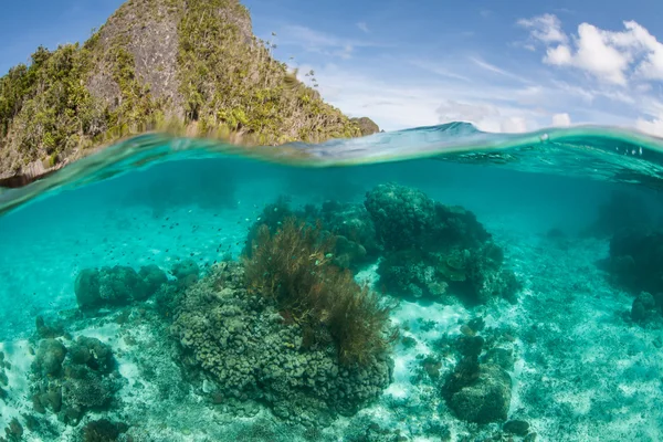 Korale w tropikalnej laguny — Zdjęcie stockowe