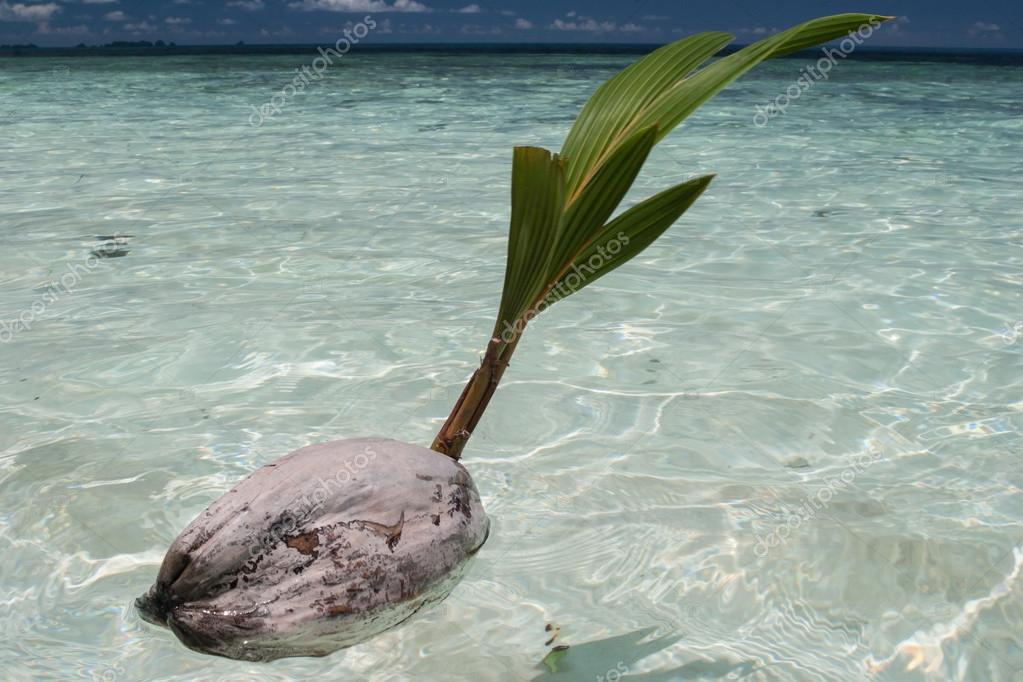 Coconut Floating In Water Coconut Water What You Need to Know And