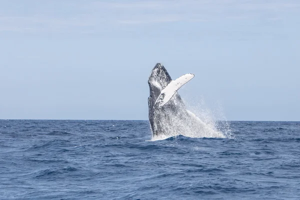 Naruszenie humpback whale — Zdjęcie stockowe