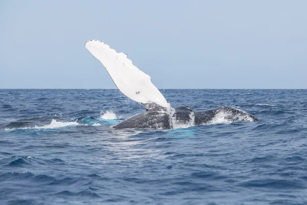 Ballena jorobada y aleta pectoral larga — Foto de Stock