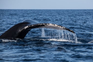 Dalış başına kambur balina