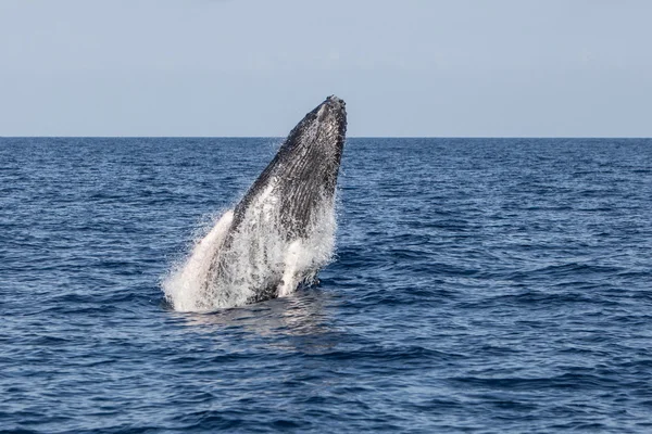 Rompiendo ballena jorobada — Foto de Stock