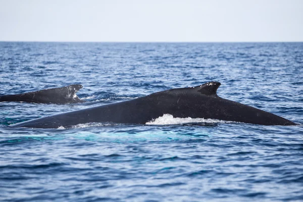 Горбатих китів на поверхні — стокове фото