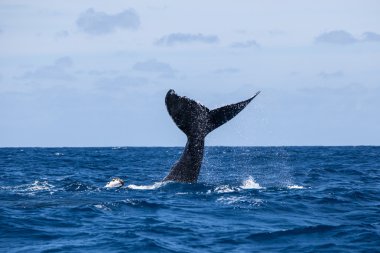 Humpback Whale Raising Tail clipart
