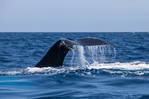 Dripping Humpback Whale Tail — Stock Photo, Image