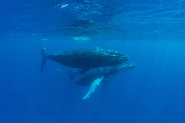 Горбаті кити плавають у блакитній воді — стокове фото