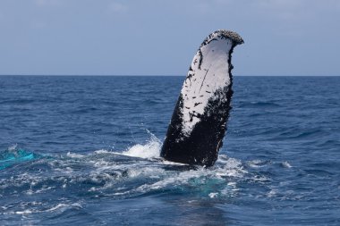 Humpback Whale Fluke clipart